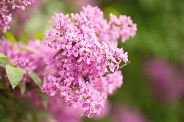 Spring lilac 