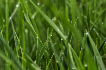 green grass with dew, close up.