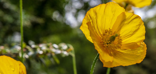 Planten un Blomen