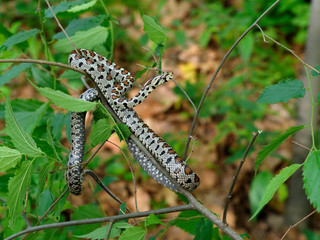 European ratsnake or Leapard snake,  Zamenis situla