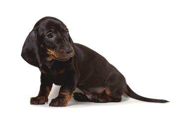 Puppy Dachshund sits and looks sadly at the camera, isolated on a white background.
