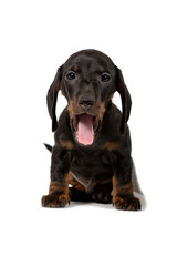 The Dachshund puppy is black and brown color sitting and looking into the camera, isolated on white background.