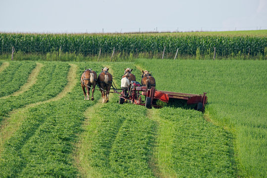 Amish Farmer Cutting Hay With Team Of Horses