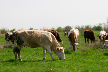 Cows grazing in green meadow