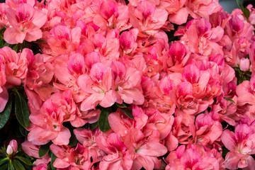 Rosa blühende Azaleen
