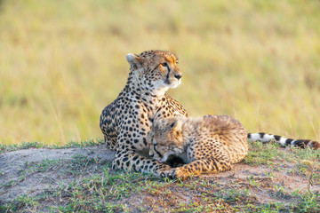 Cheetah mother and son laying together