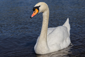 Fototapeta premium Swan is swimming on a river
