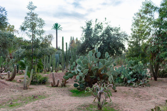 Green Cacti and Plants at Parc El Harti in Marrakech Morocco