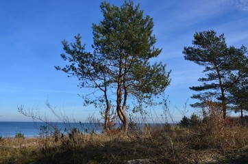 Kiefer in Dünenlandschaft am Meer - Ostsee 