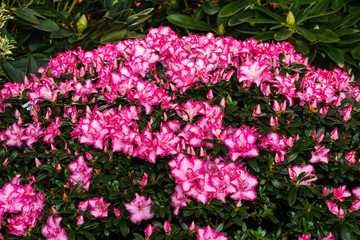 Rot-weiß blühende Azaleen