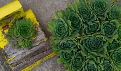 Bouquet of houseleeks - empervivum flower in pots on a concrete background - view from above