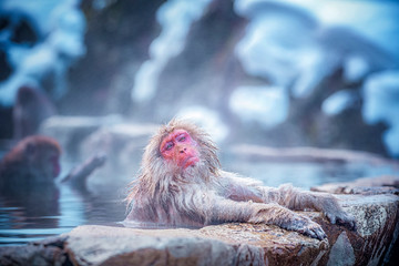 Obraz premium Travel Asia. Red-cheeked monkey. During winter, you can see monkeys soaking in a hot spring at Hakodate is popular hot spring. The snow monkeys soak in Japan.