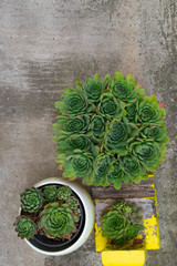 Beautiful houseleeks, empervivum flower and decorative cactus in a flowerpots