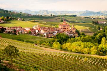 Vineyards of Barolo