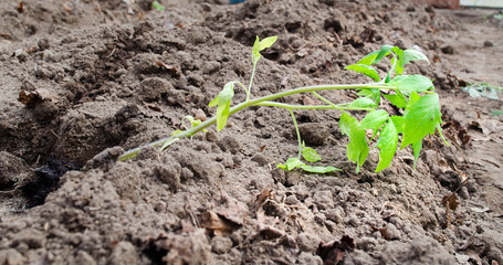 tomato seedlings. Agriculture. sprouts of tomatoes. ecological product