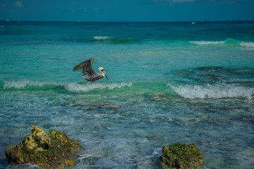 Pelican stands on a stone among the azure sea