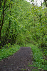 Obraz premium path in the forest