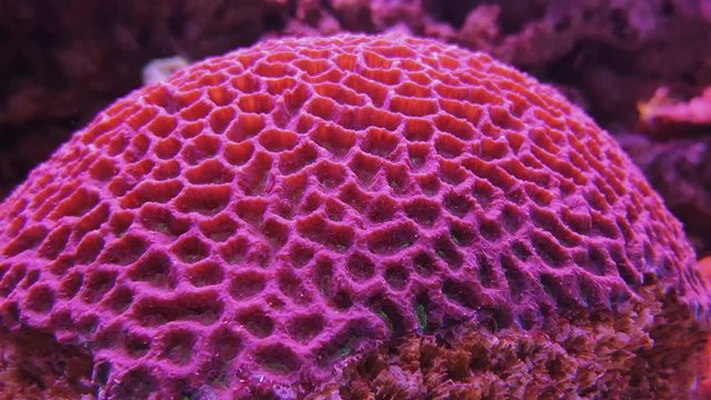 Favities Retiformis, Goniastrea coral in aquarium