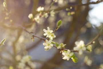 Spring Blossoms at sunset 2