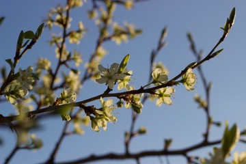 Spring Blossoms at sunset 3