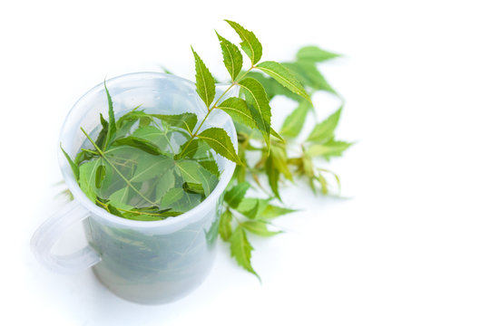 Neem (Azadirachta indica) Water or Hydrosol in Measuring Mug with Neem leaves against white background.
