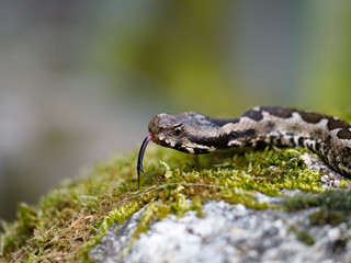 Nose-horned viper, Vipera ammodytes