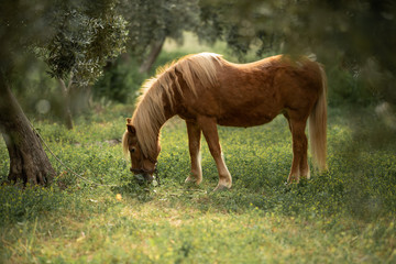 Naklejka na ściany i meble little brown pony eats grass in the garden