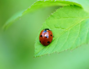 ladybug on leaf