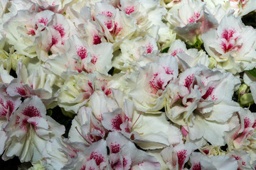 Weioß blühende Azaleen