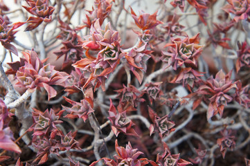 Aeonium decorum minor red succulent plant 