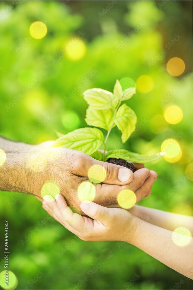 Poster Green plant in human hands on blurred background