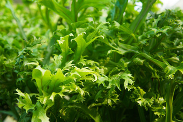 Microsorum punctatum fishtail fern green plant