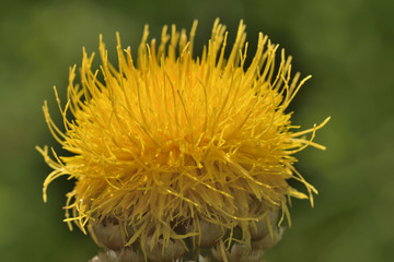 Die große Flockenblume 