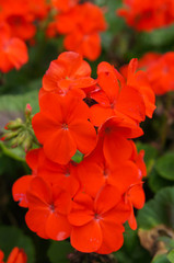 Red pelargonium or geranium flowers with green vertical