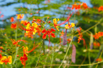 Caesalpinia pulcherrima or peacock flowers blossoming shrub