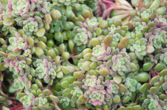 Aeonium or aichryson tortuosum or gouty houseleek green and red succulent plant