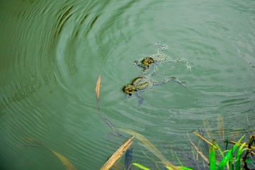 Frogs in the water - male and female during reproduction period