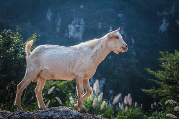 goat in the mountain