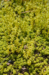 Sedum album micranthum chloroticum green succulent plant