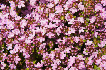 Obraz na płótnie Canvas Thymus serpyllum magic carpet pink flowers