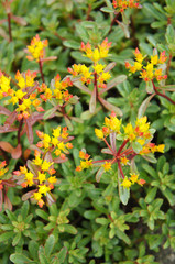 Fototapeta premium Sedum kamtschaticum green plant with yellow flowers vertical