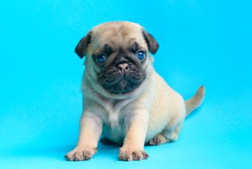 pug puppy