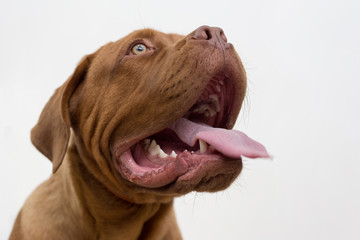 Portrait of french mastiff puppy close up. Bordeaux mastiff or bordeauxdog. Five month old.