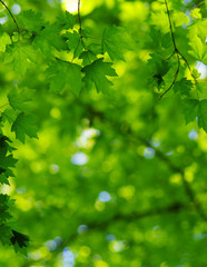 Fototapeta na wymiar Green leaves on the spring tree