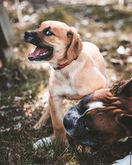 a puppy playing with a dog at a park