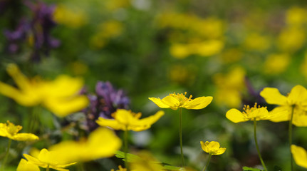 field of spring flowers