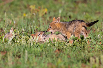 Two Black Backed Jackal puppies play in short green grass to develop skills