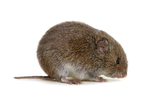 Mouse isolated on white © Alekss