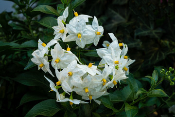 Echte Jasmin (oder Gewöhnlicher Jasmin) mit weißen Blüten. Klettergehölz aus der...