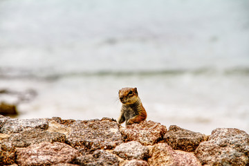 neugieriges Streifenhörnchen